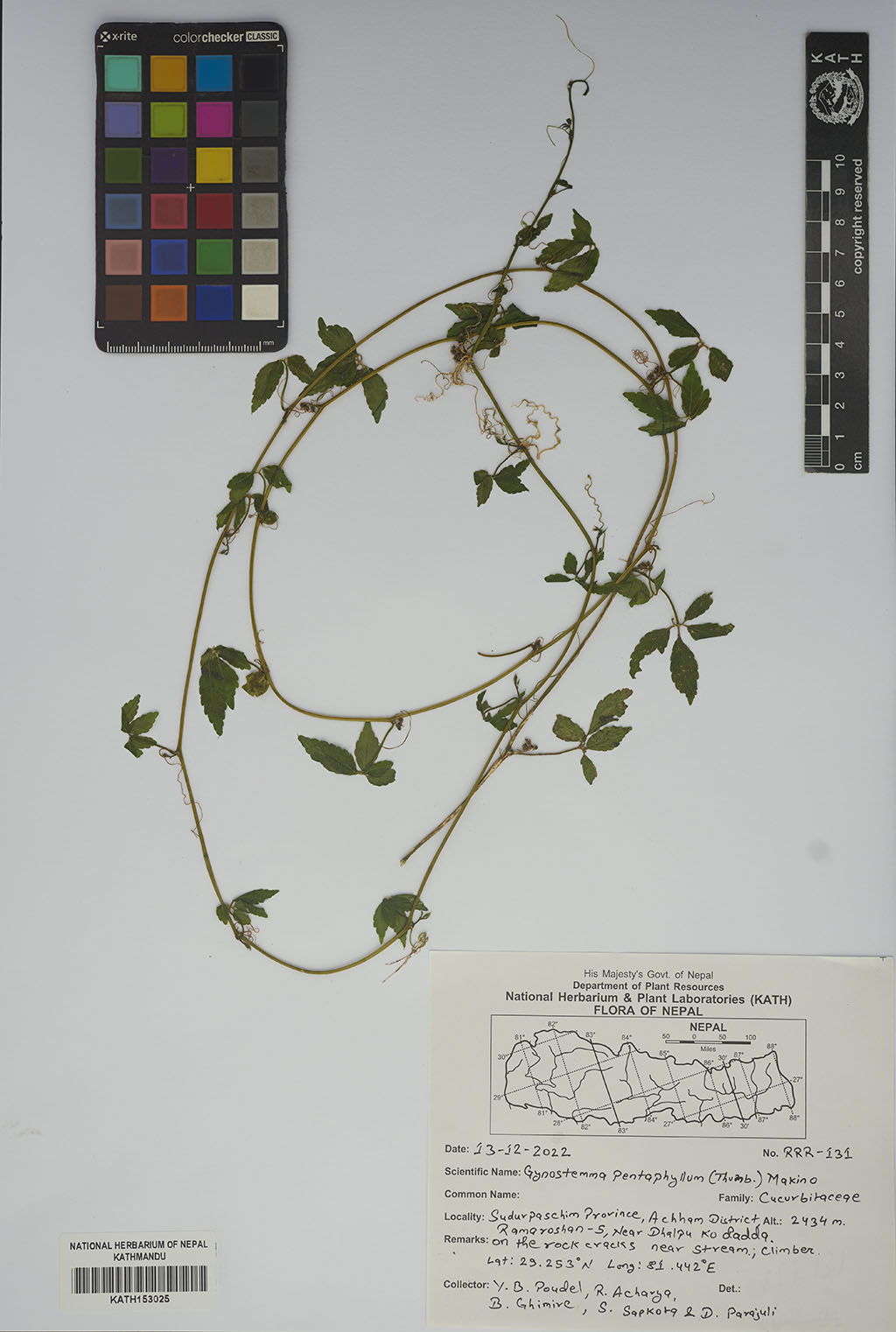 Gynostemma pentaphyllum (Thunb.) Makino