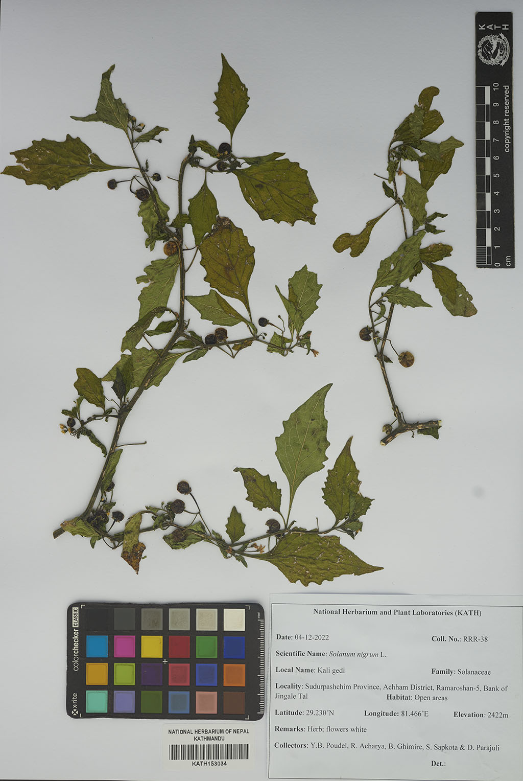 Solanum nigrum L.