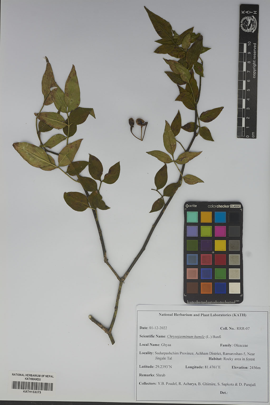 Chrysojasminum humile (L.) Banfi