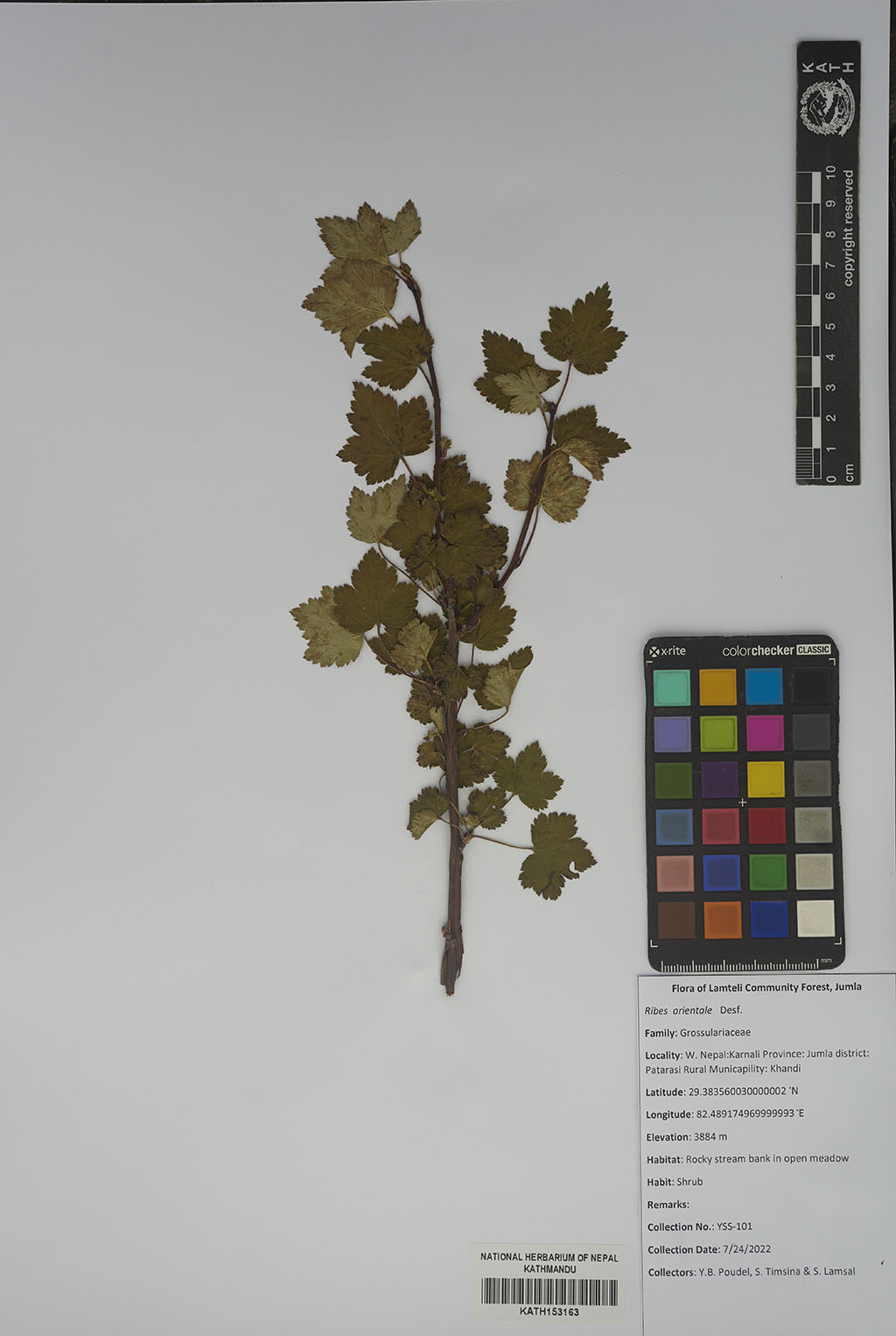 Ribes orientale Desf. Ribes orientale Desf.