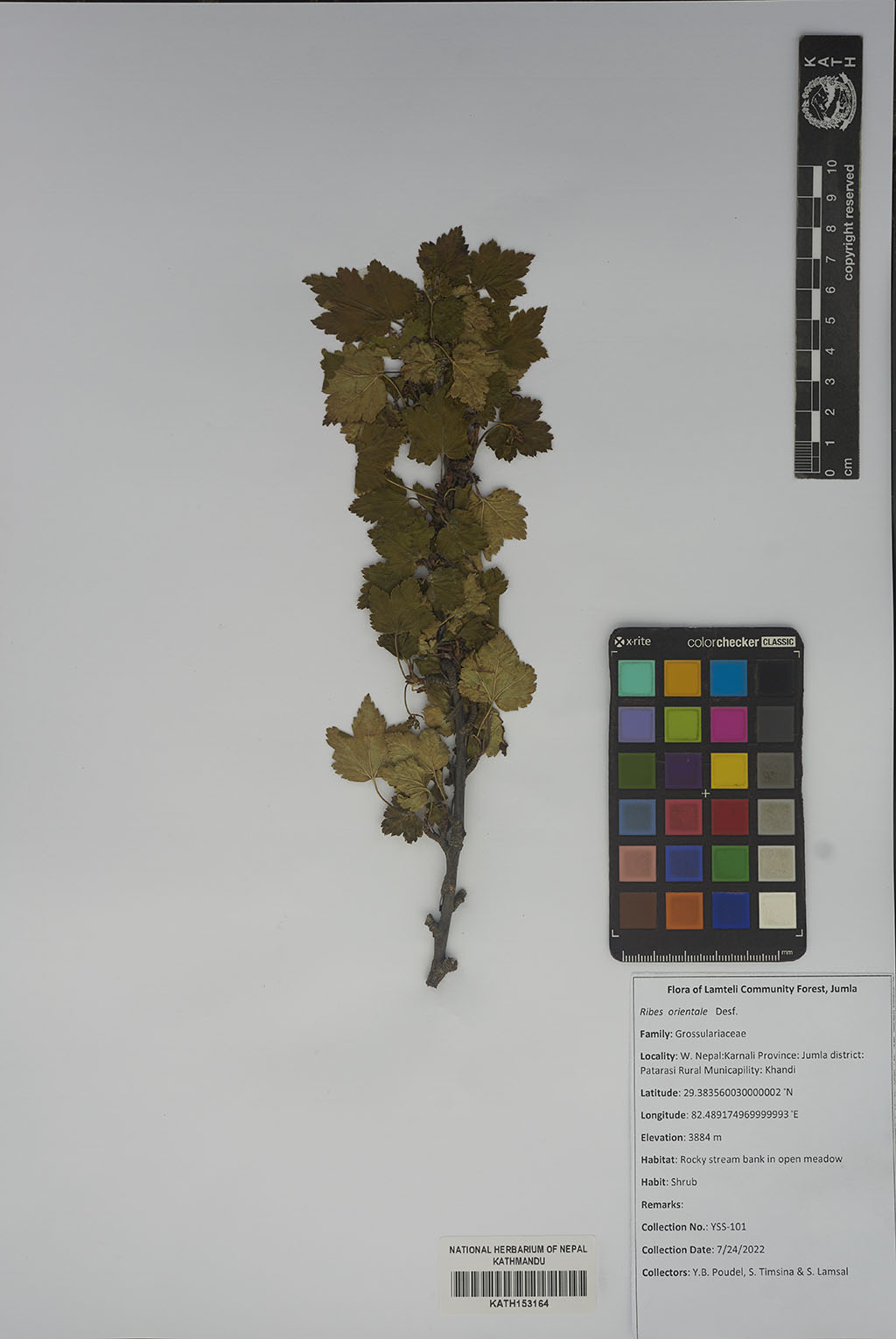 Ribes orientale Desf. Ribes orientale Desf.