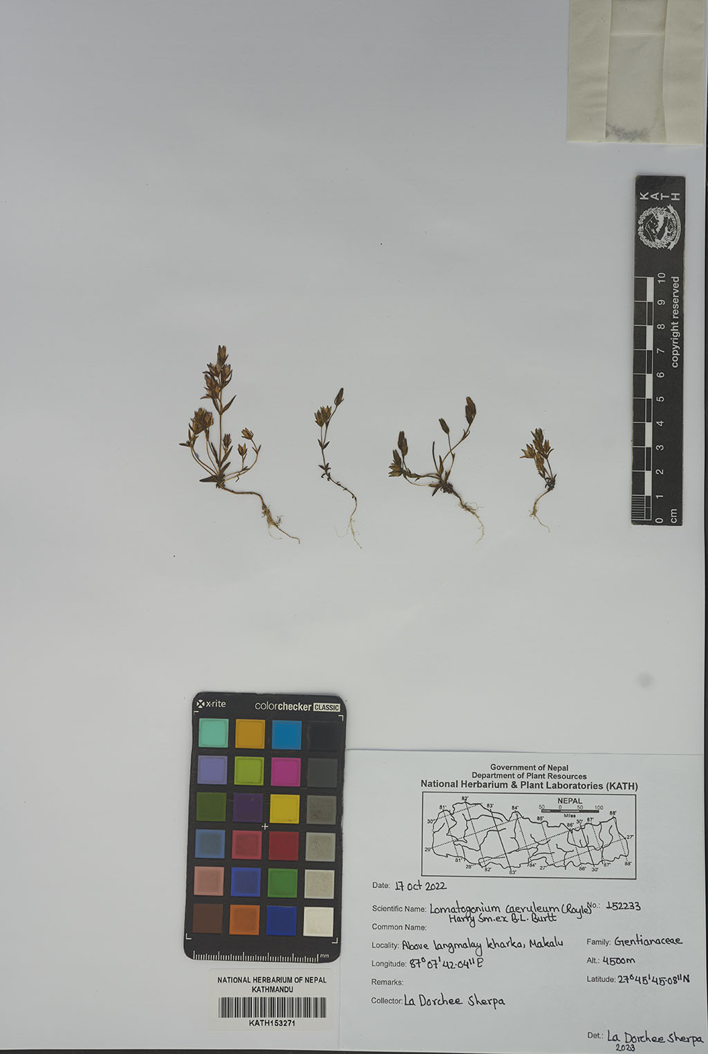 Lomatogonium caeruleum (Royle) Harry Sm. ex B.L.Burtt