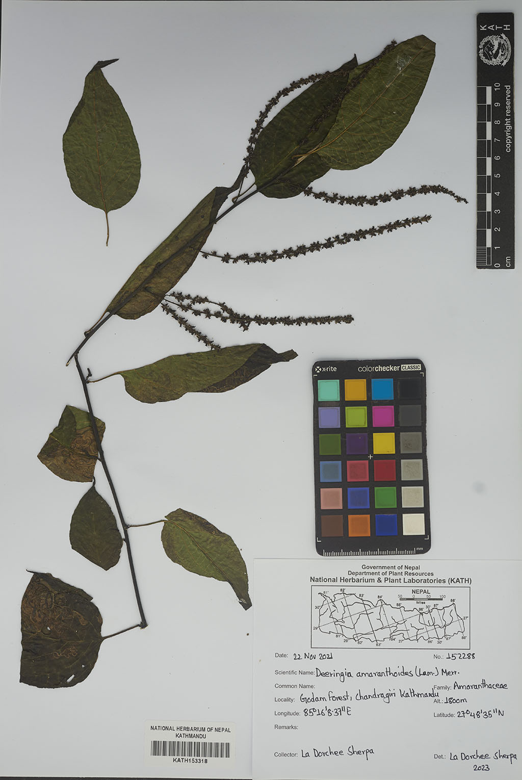 Deeringia amaranthoides (Lam.) Merr.