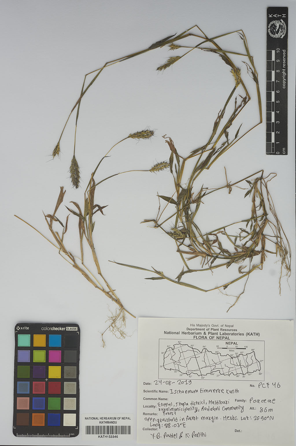 Ischaemum timorense Kunth