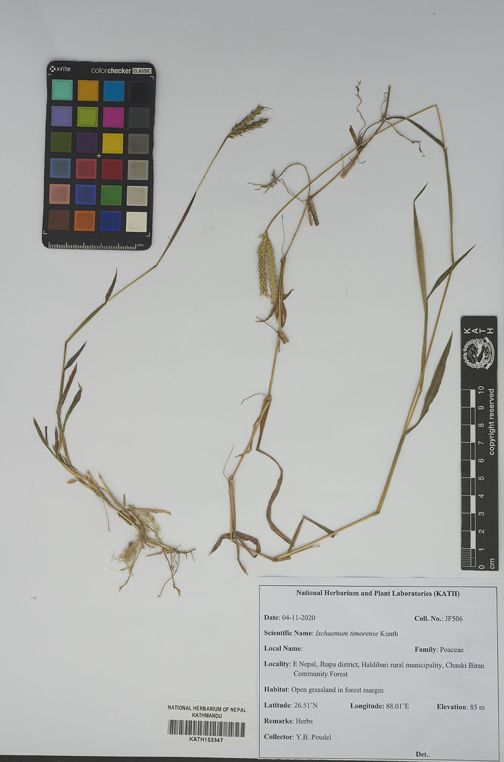 Ischaemum timorense Kunth