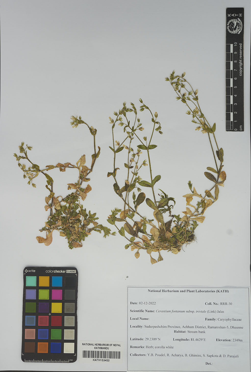 Cerastium fontanum subsp. triviale (E.H.L.Krause) Jalas Cerastium fontanum subsp. triviale (E.H.L.Krause) Jalas