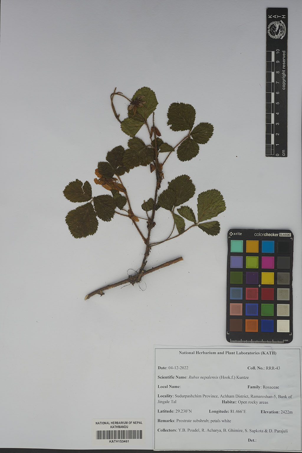 Rubus nepalensis (Hook.f.) Kuntze Rubus nepalensis (Hook.f.) Kuntze