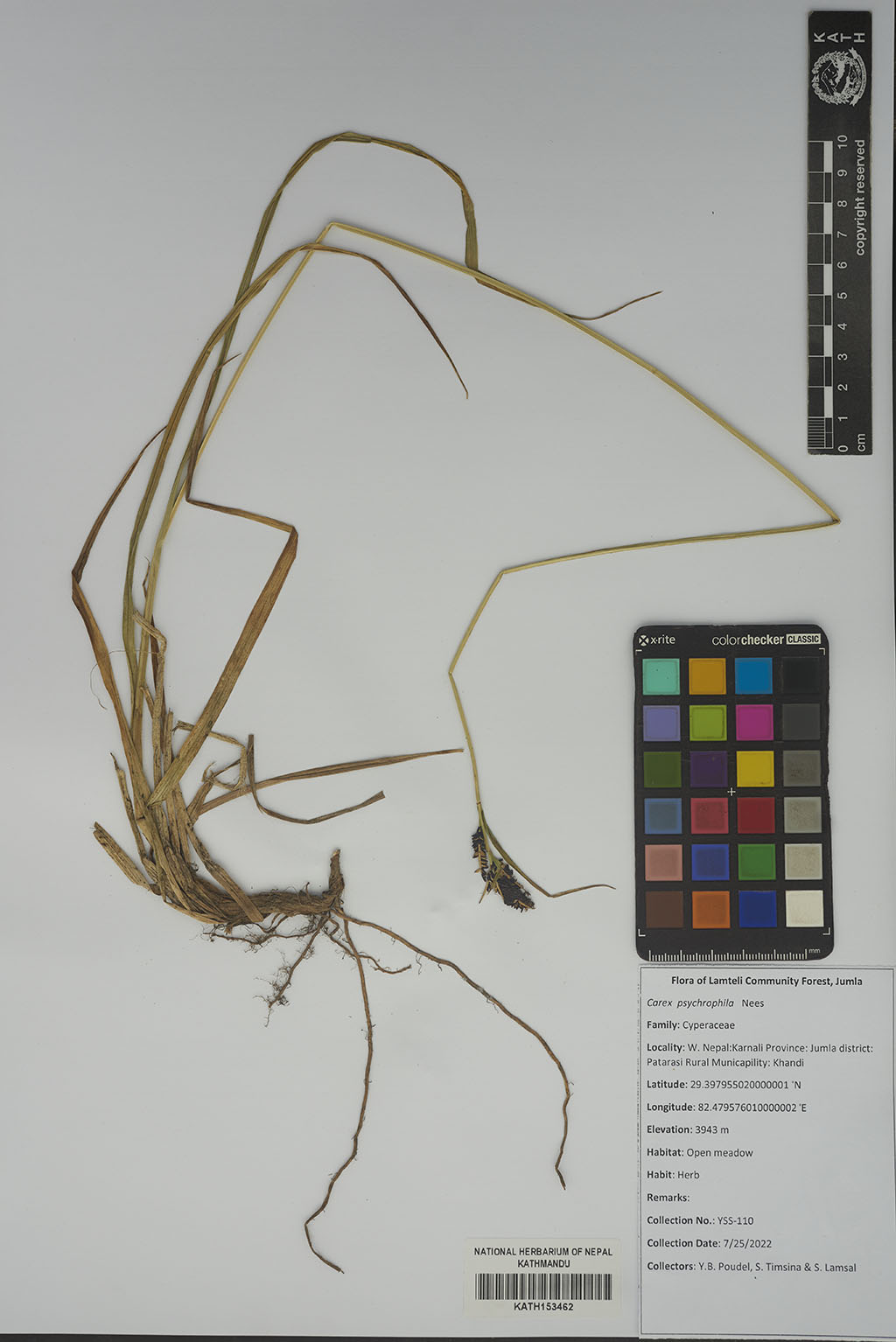 Carex psychrophila Nees Carex psychrophila Nees