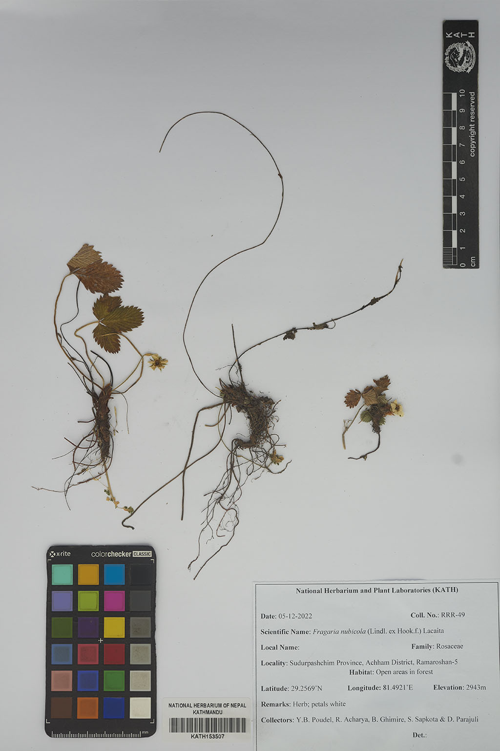 Fragaria nubicola (Lindl. ex Hook.f.) Lacaita