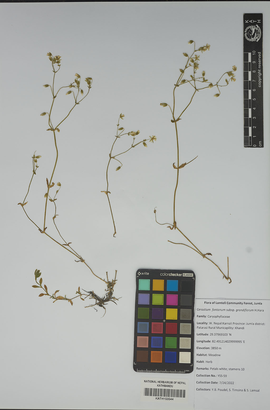 Cerastium fontanum subsp. grandiflorum H.Hara
