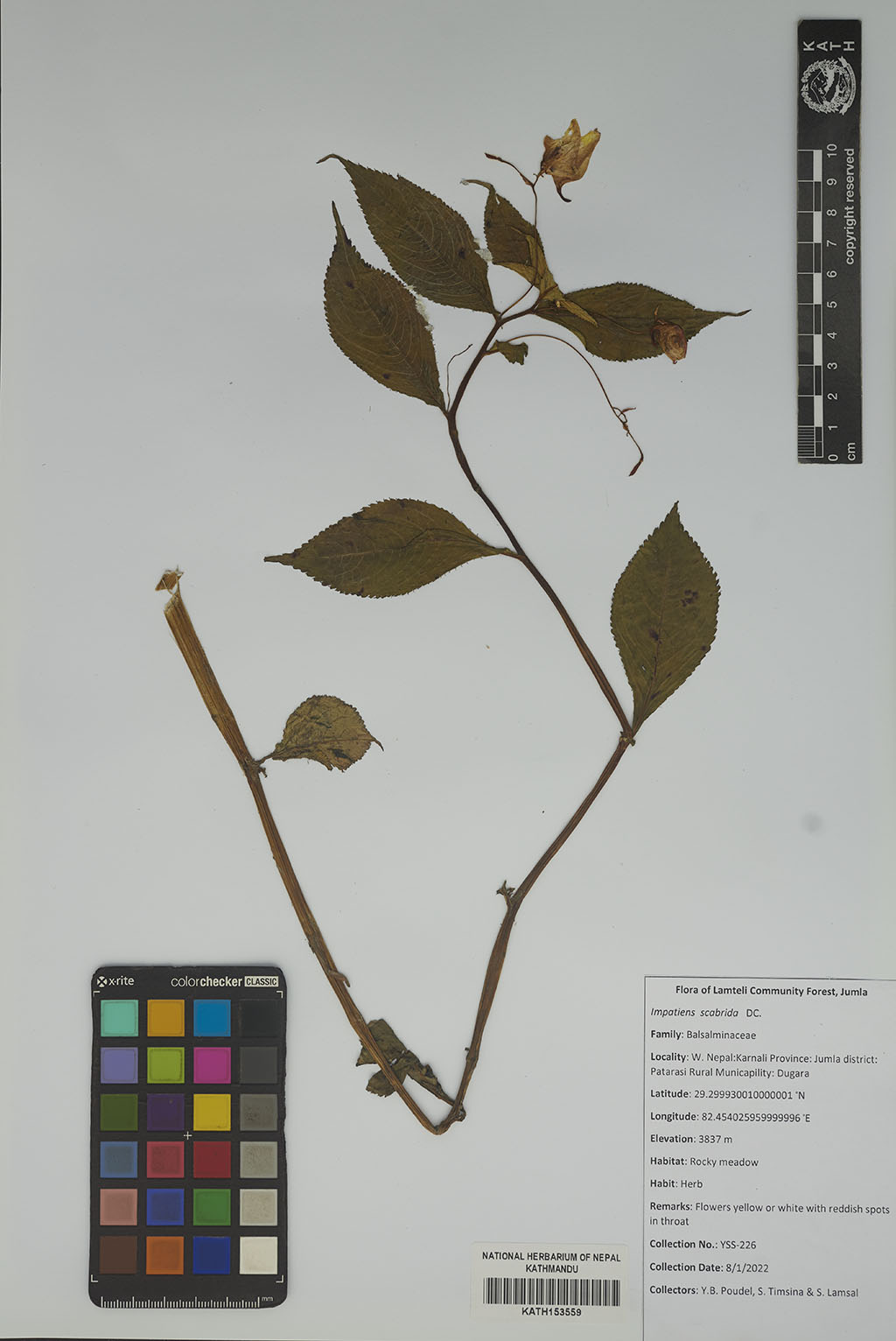 Impatiens scabrida DC.