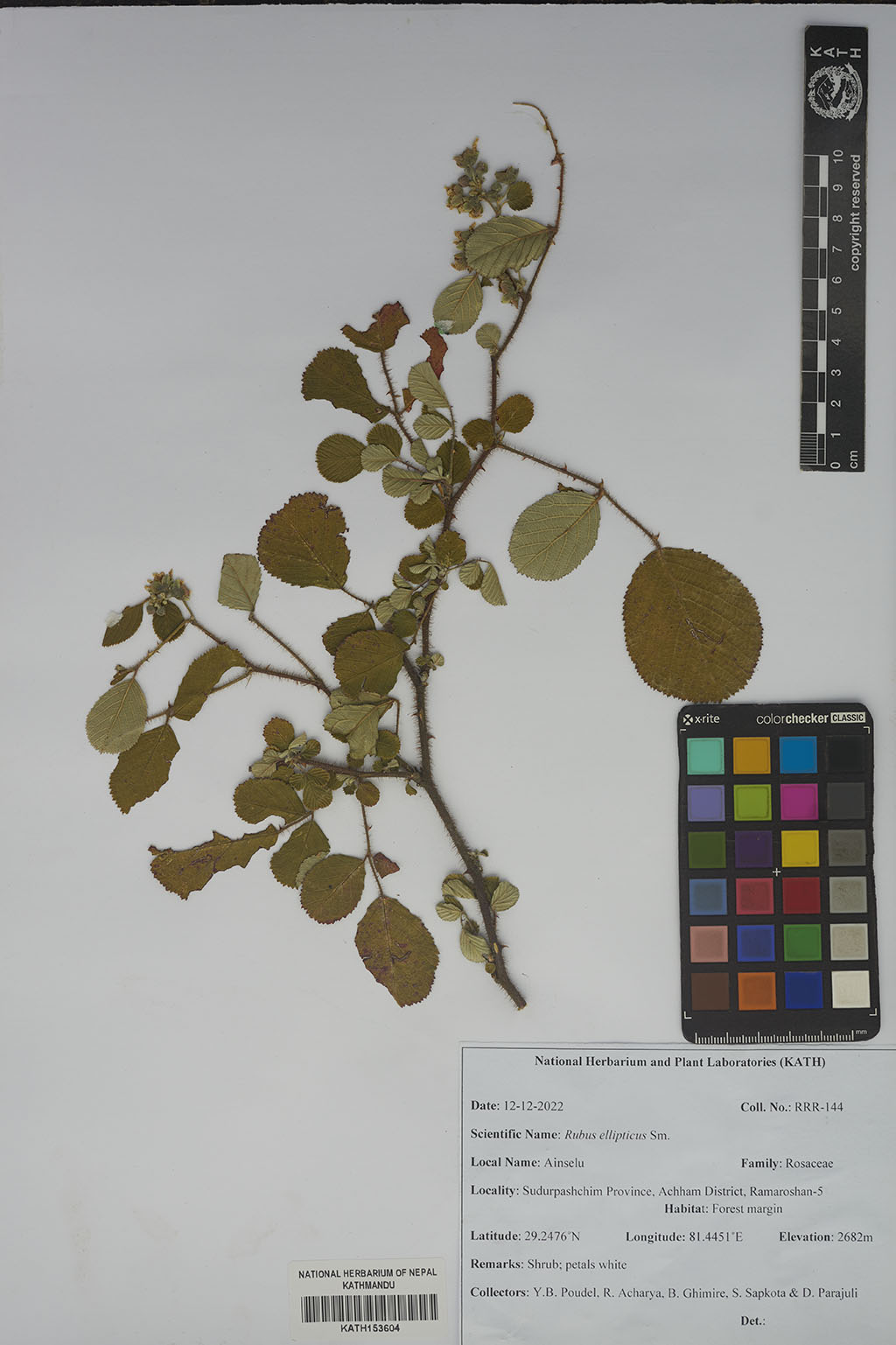 Rubus ellipticus Sm.