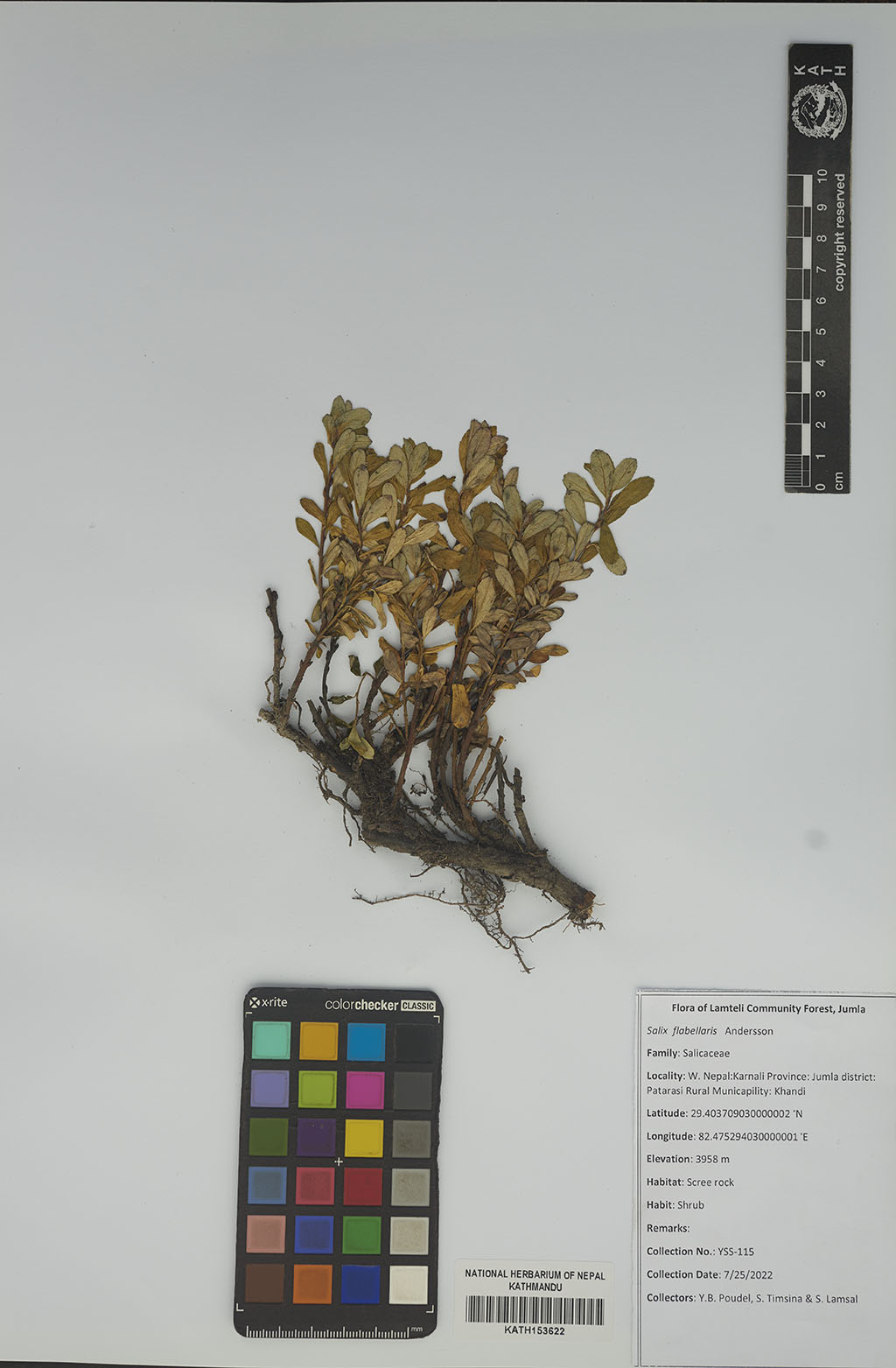 Salix flabellaris Andersson