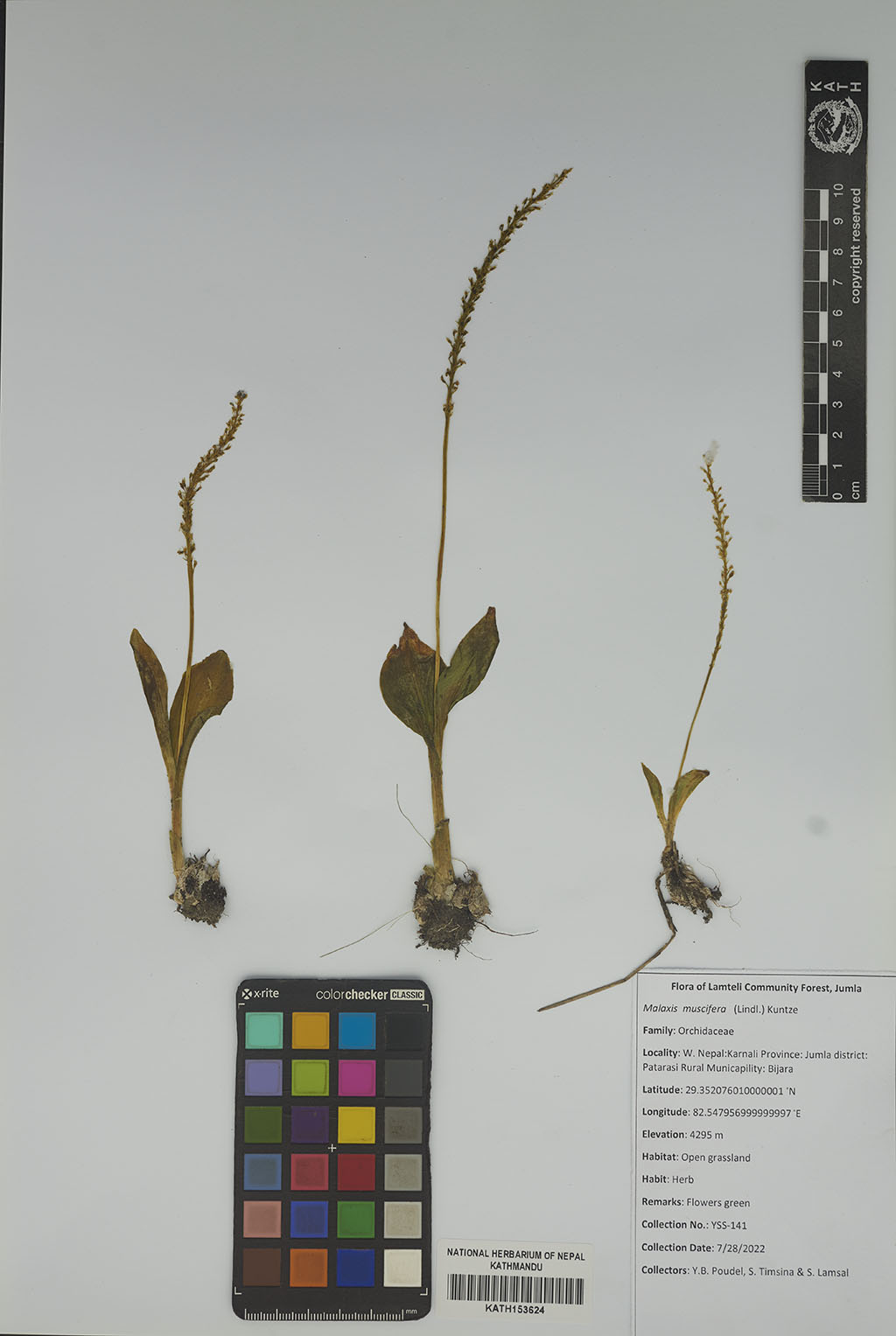 Malaxis muscifera (Lindl.) Kuntze