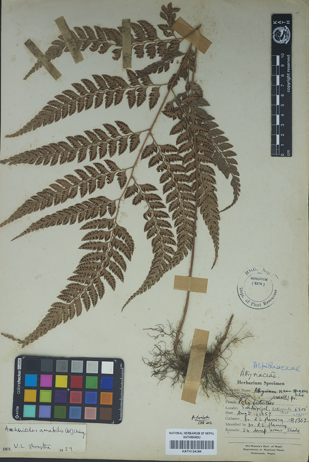 Athyrium spectabile (Wall.) C.Presl