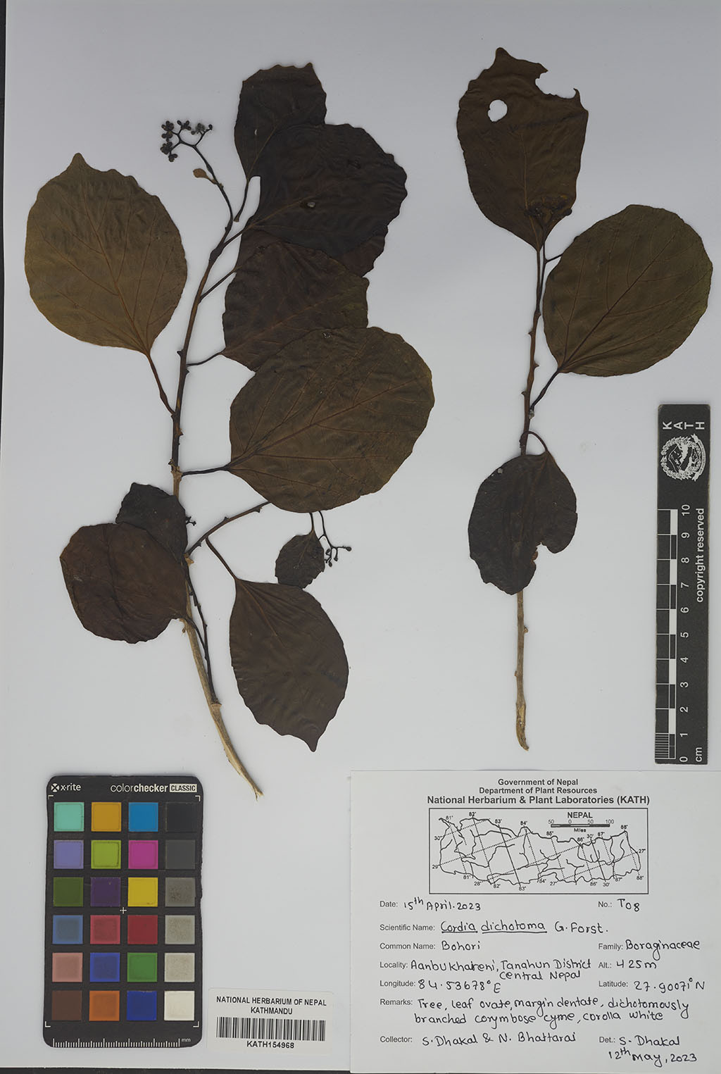 Cordia dichotoma G.Forst.