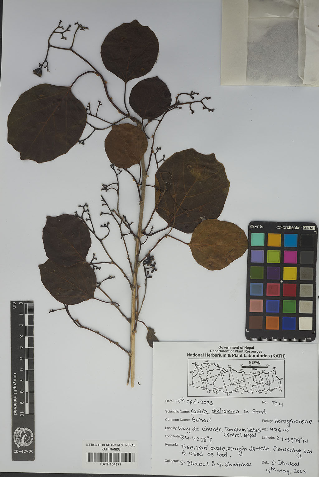 Cordia dichotoma G.Forst.