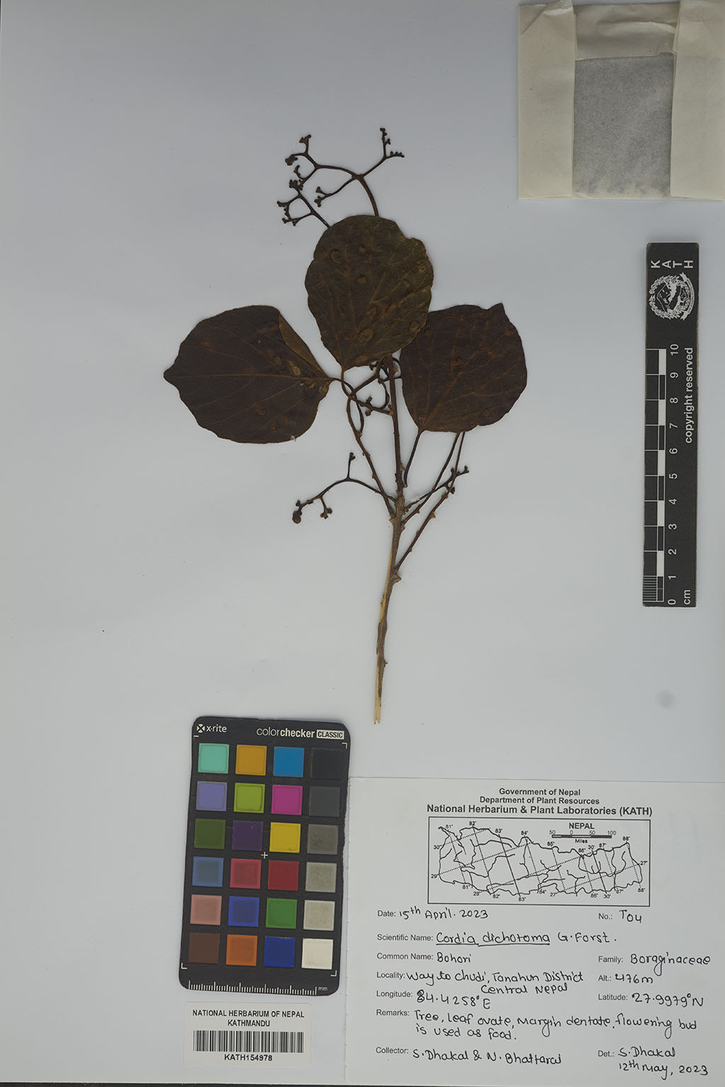 Cordia dichotoma G.Forst.