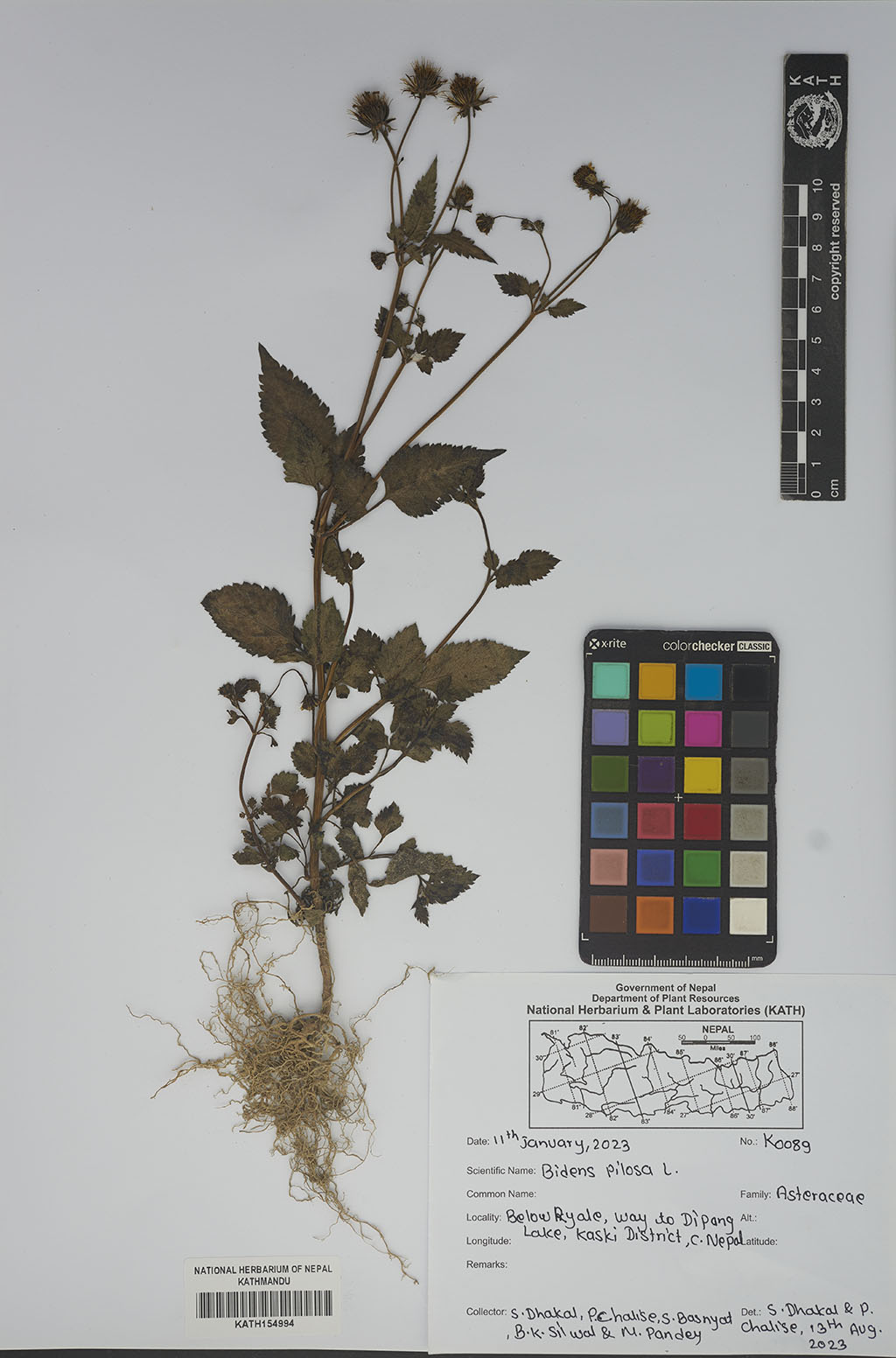 Bidens pilosa L.