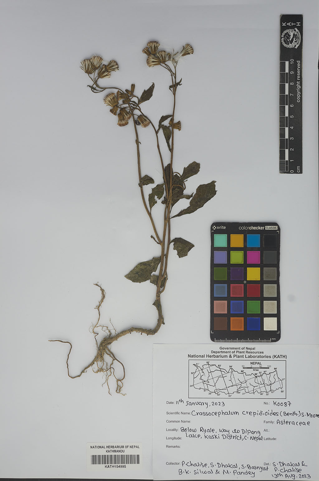 Crassocephalum crepidioides (Benth.) S.Moore
