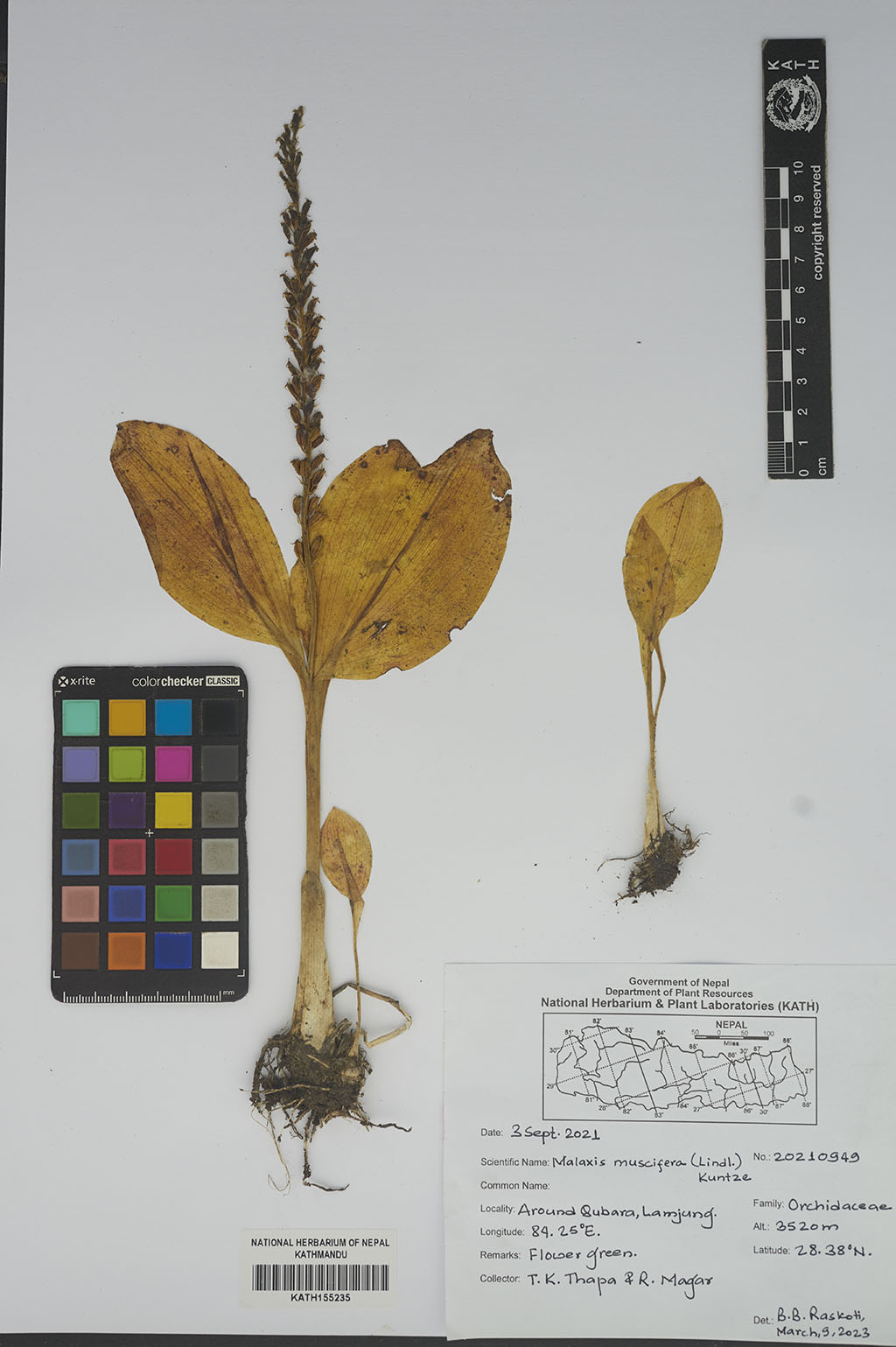 Malaxis muscifera (Lindl.) Kuntze