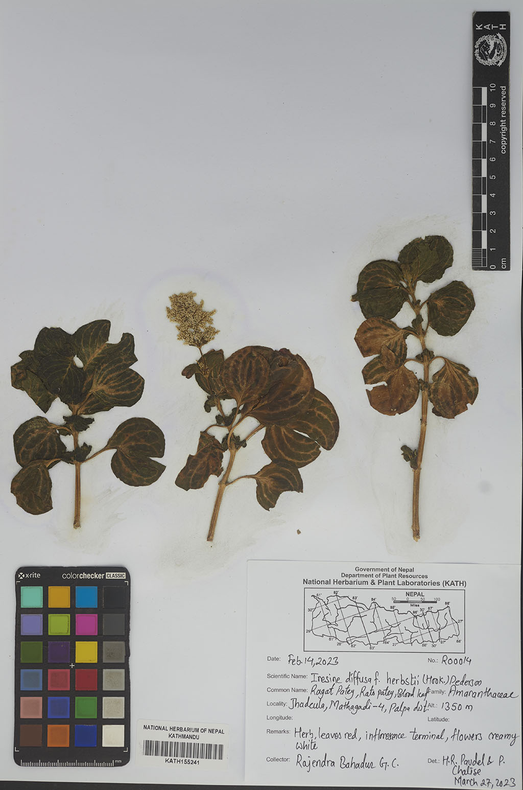 Iresine diffusa f. herbstii (Hook.) Pedersen
