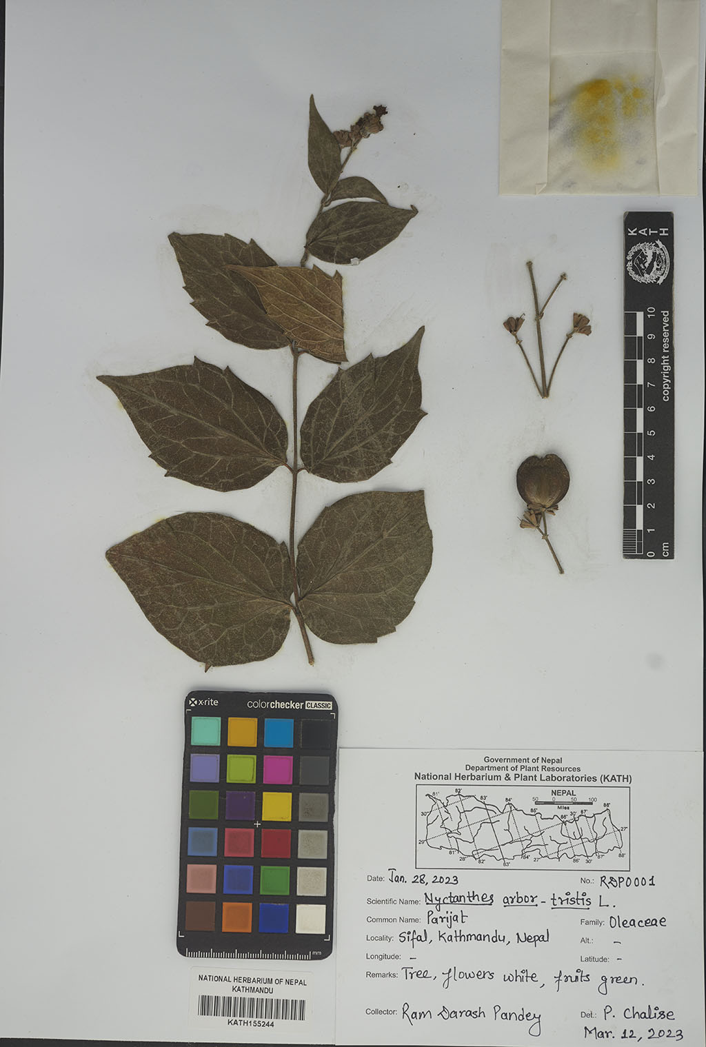 Nyctanthes arbor-tristis L.