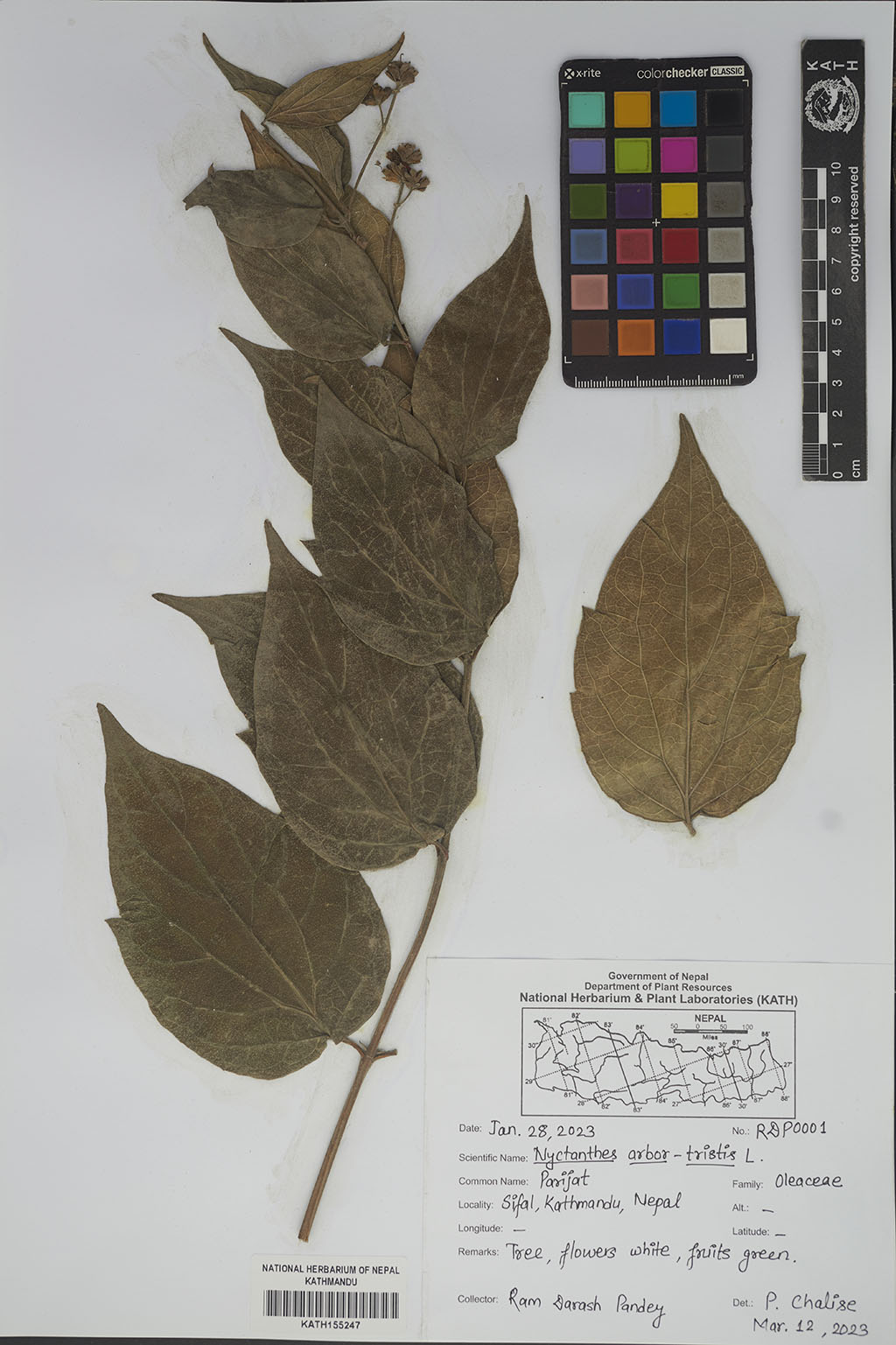 Nyctanthes arbor-tristis L.
