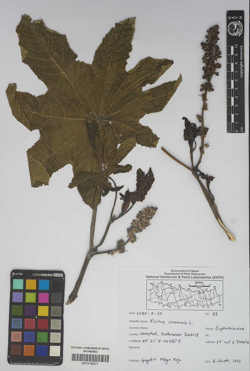 Ricinus communis L.