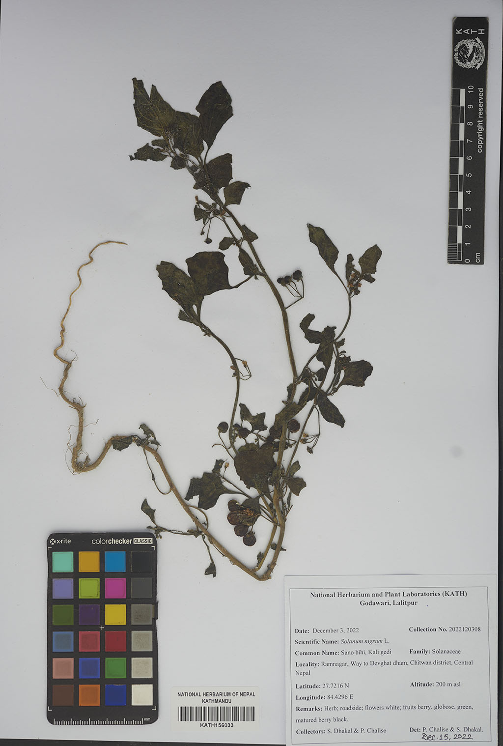 Solanum nigrum L.