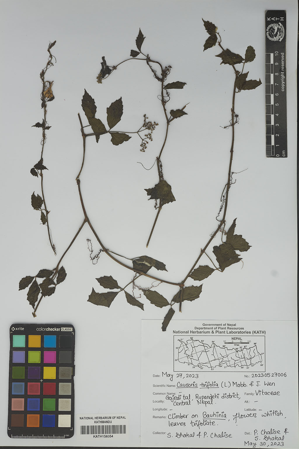 Causonis trifolia (L.) Mabb. & J.Wen