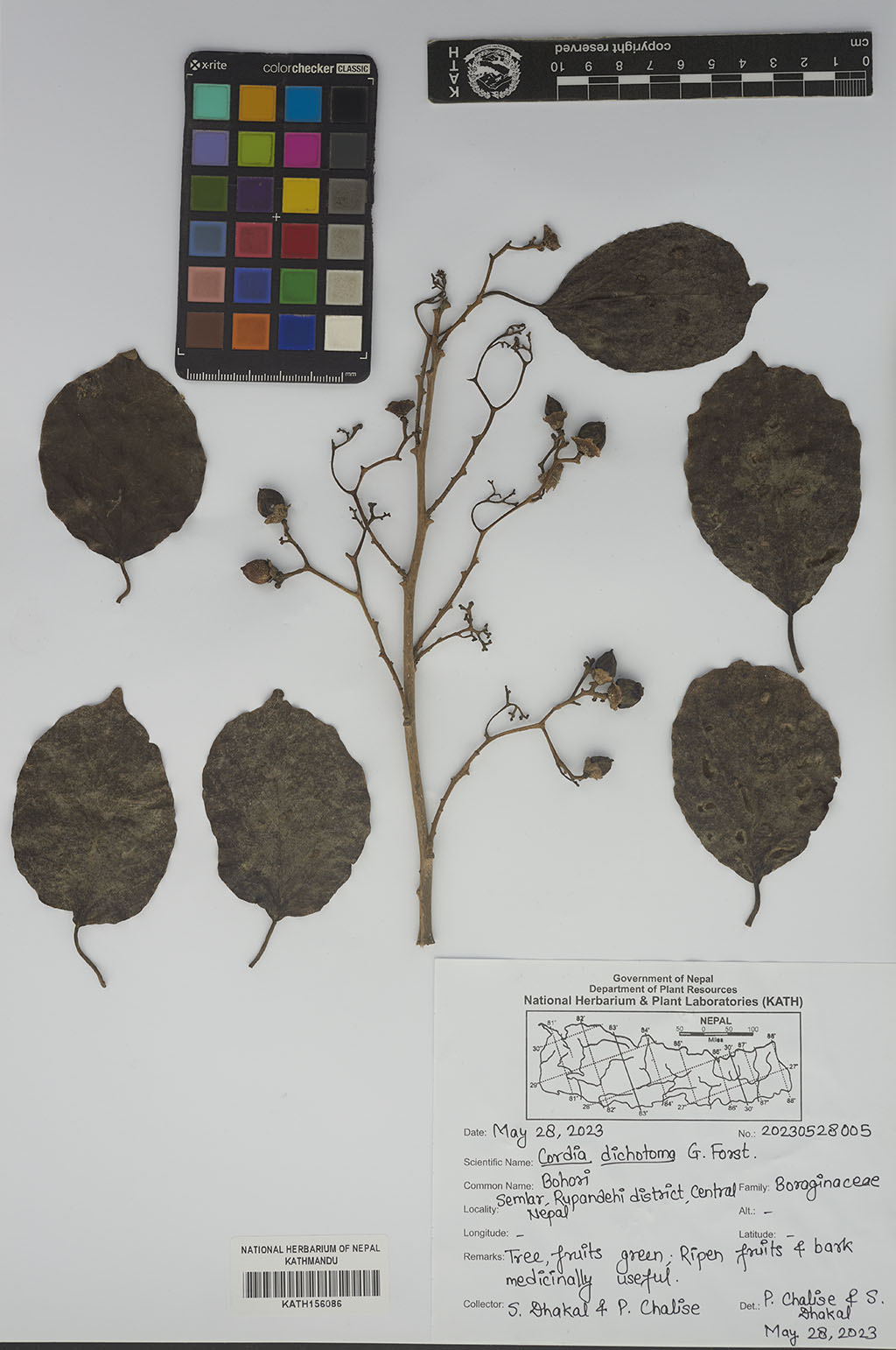 Cordia dichotoma G.Forst.