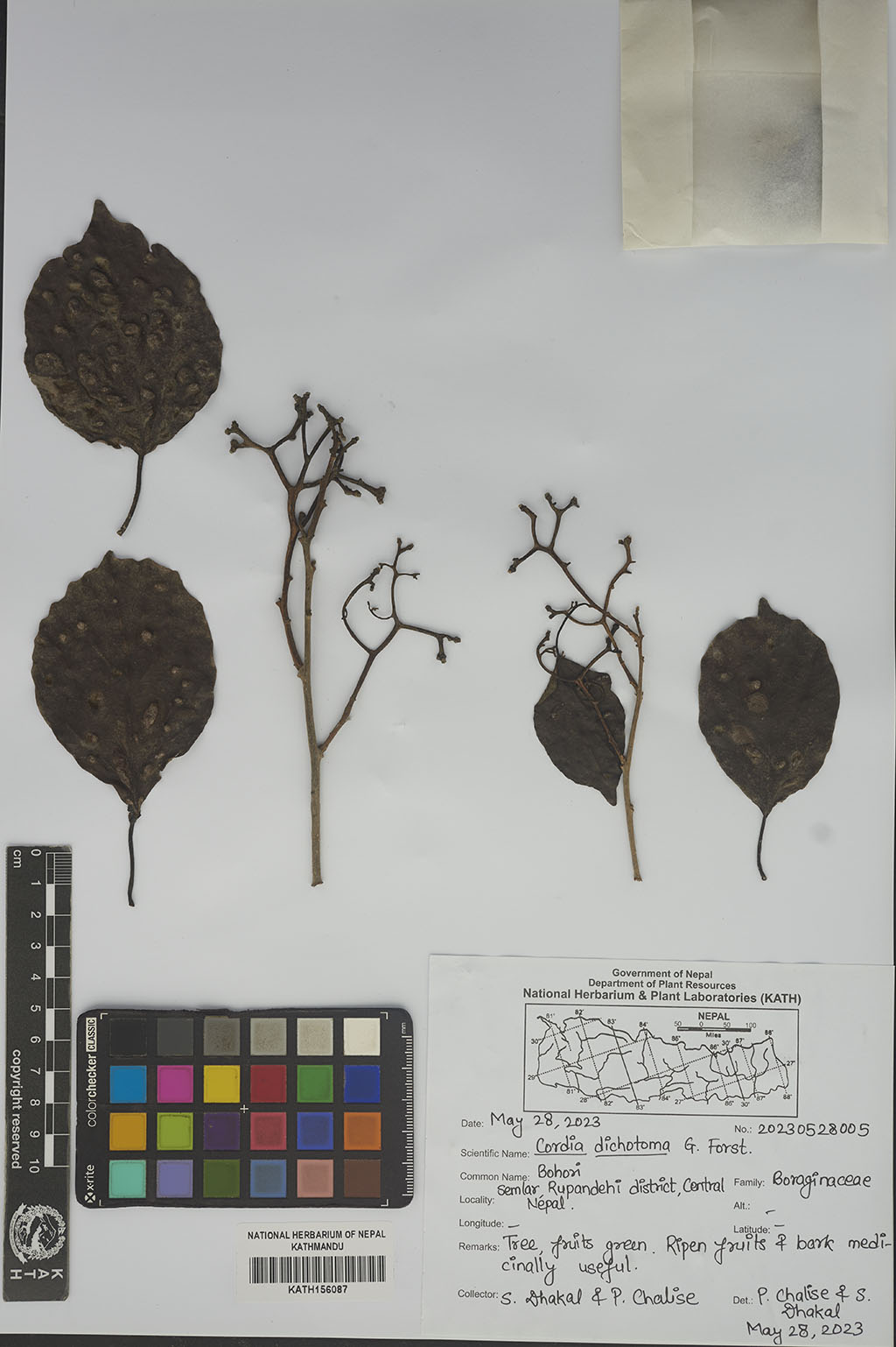 Cordia dichotoma G.Forst.