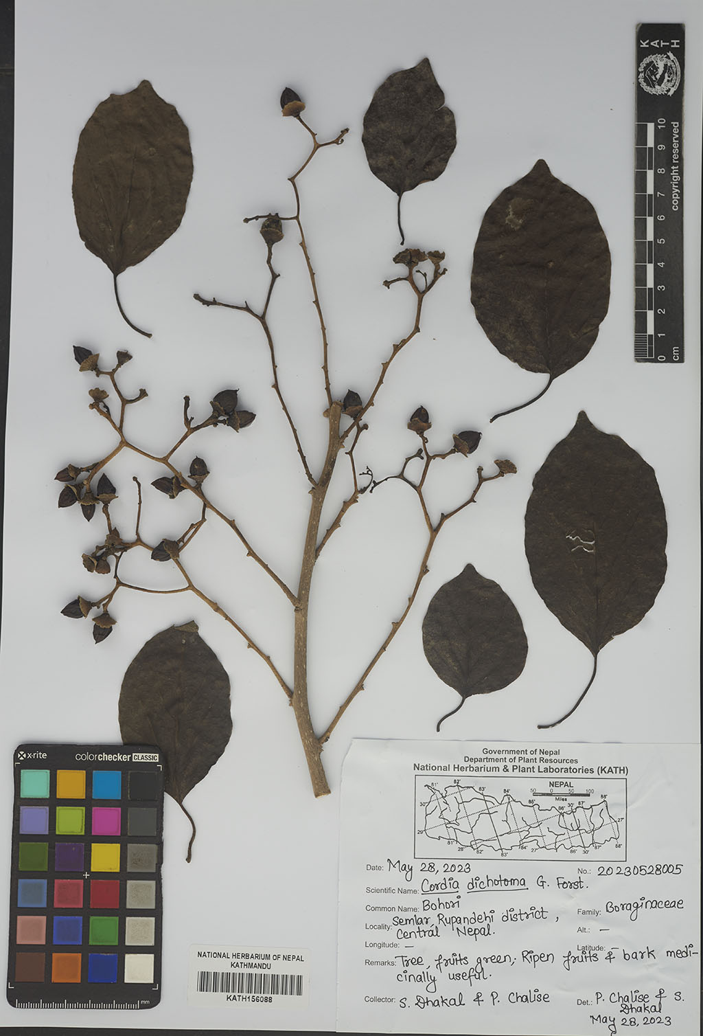 Cordia dichotoma G.Forst.