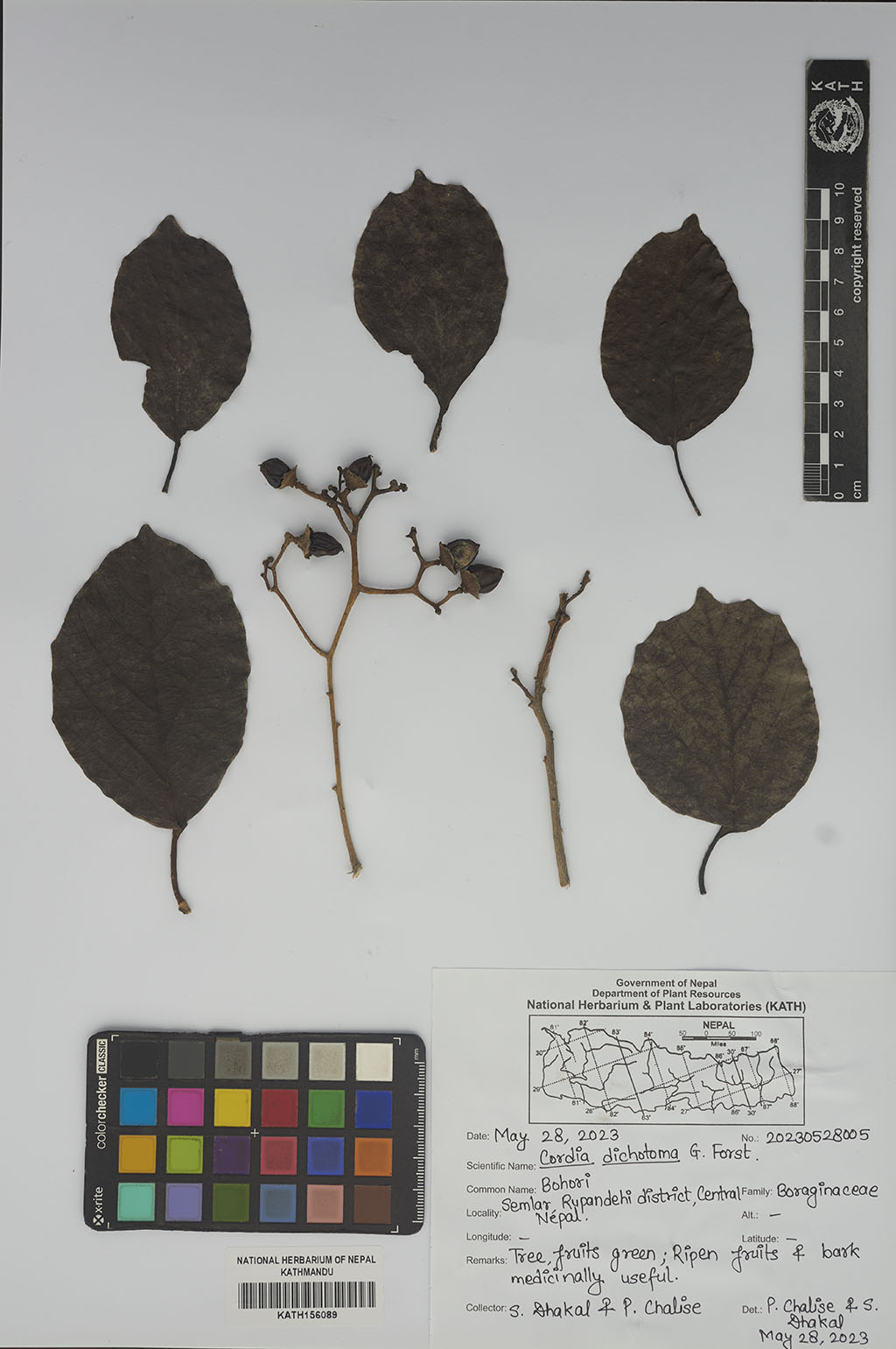 Cordia dichotoma G.Forst.