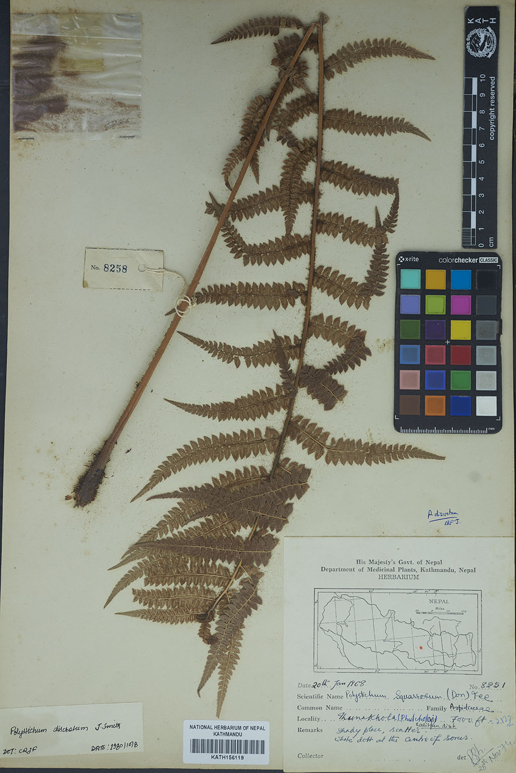 Polystichum squarrosum (D.Don) Fée