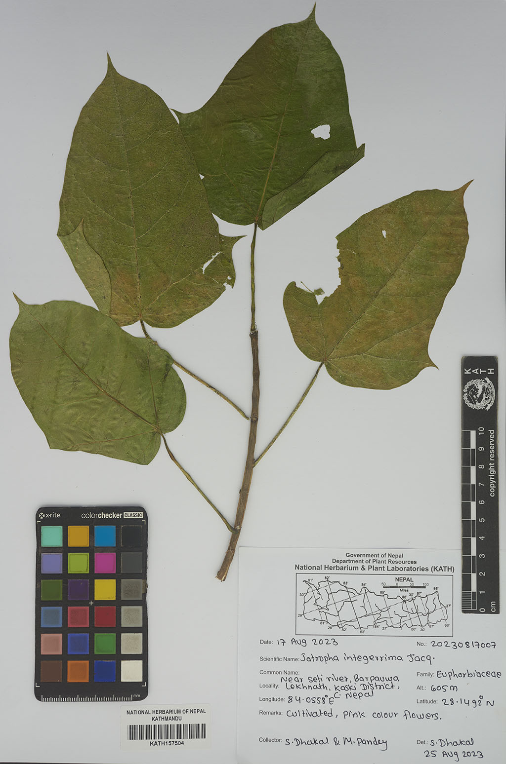 Jatropha integerrima Jacq.