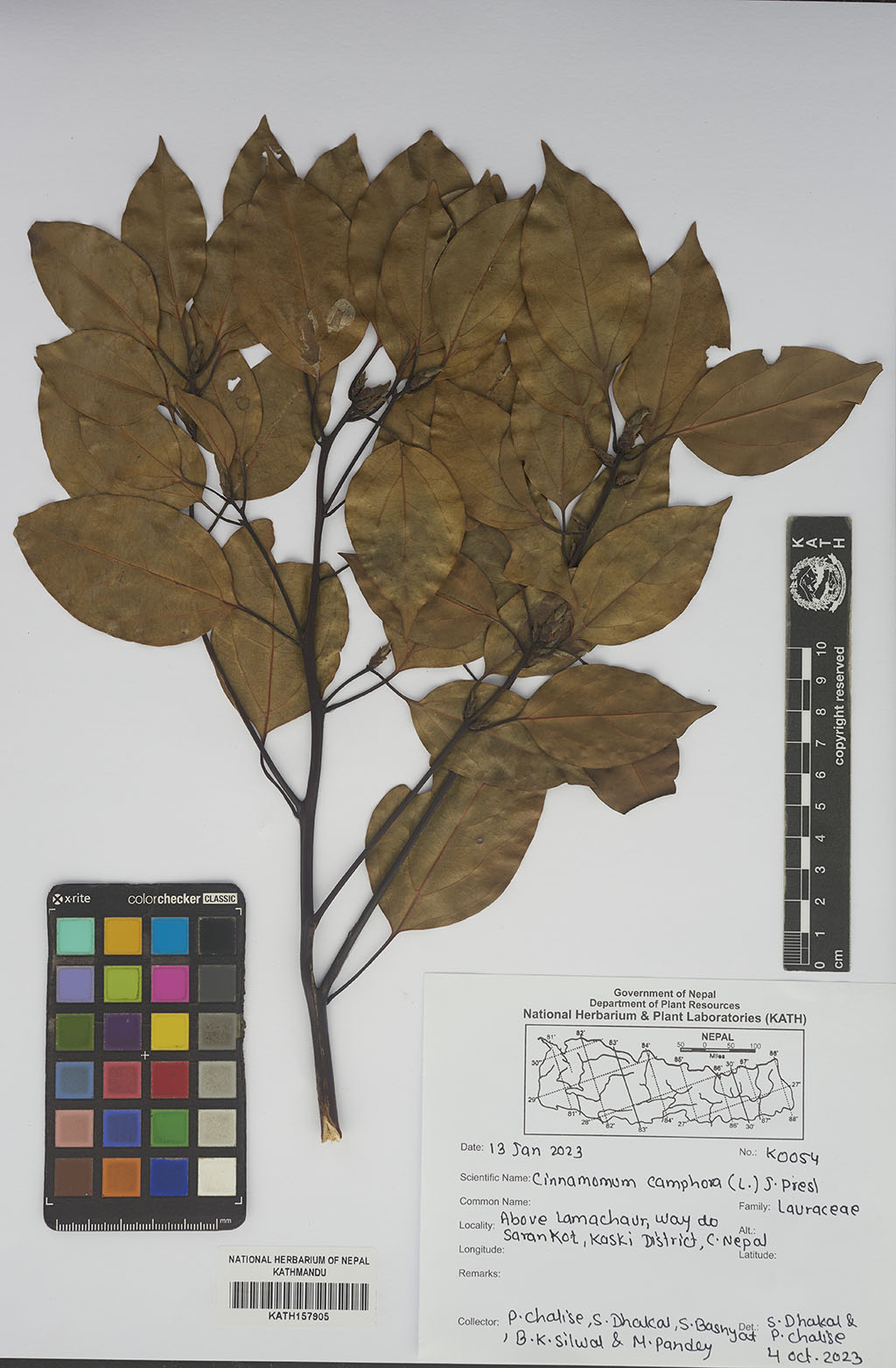 Cinnamomum camphora (L.) J.Presl