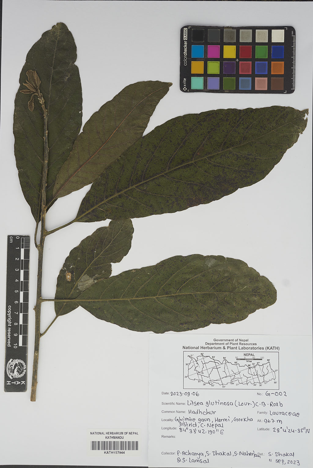 Litsea glutinosa (Lour.) C.B.Rob.