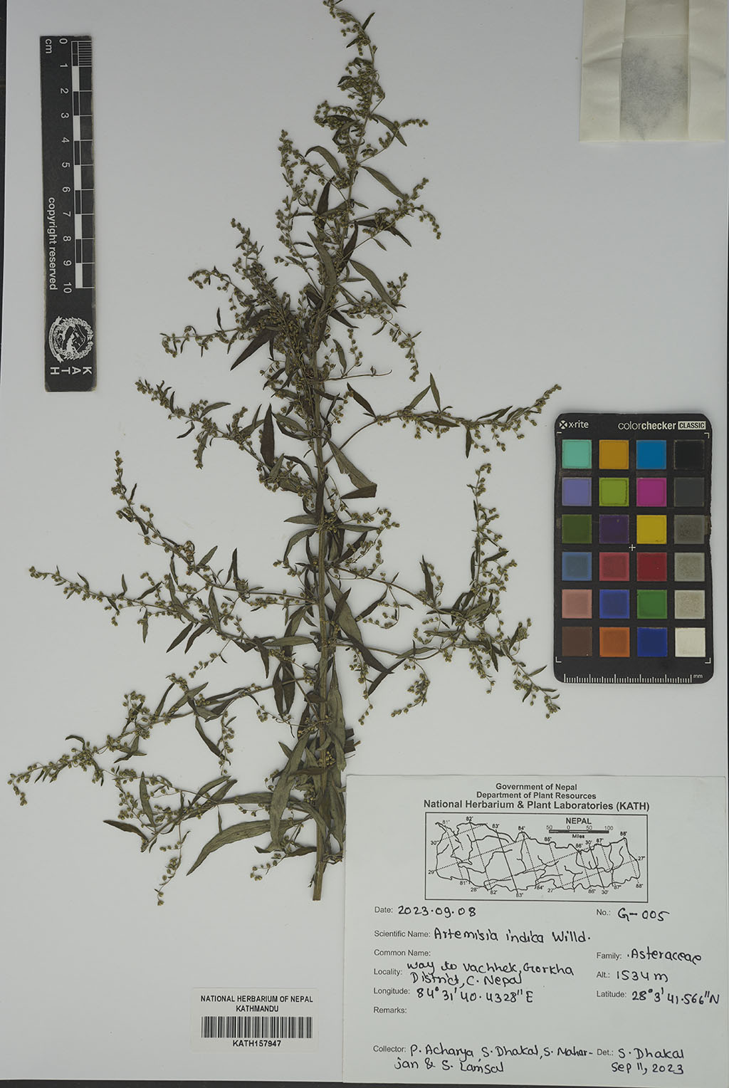 Artemisia indica Willd. Artemisia indica Willd.