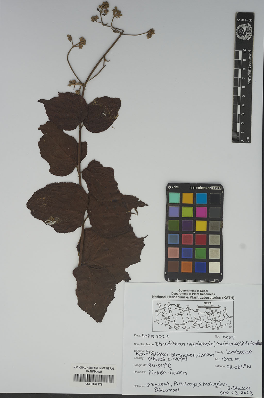 Discretitheca nepalensis (Moldenke) P.D.Cantino