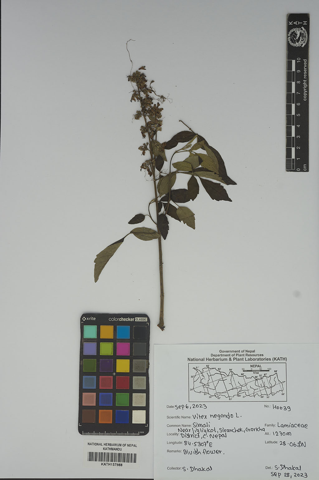 Vitex negundo L.
