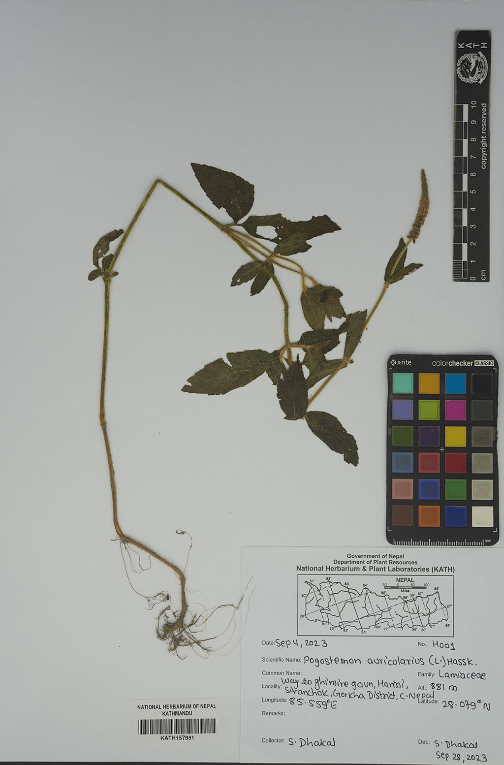 Pogostemon auricularius (L.) Hassk.