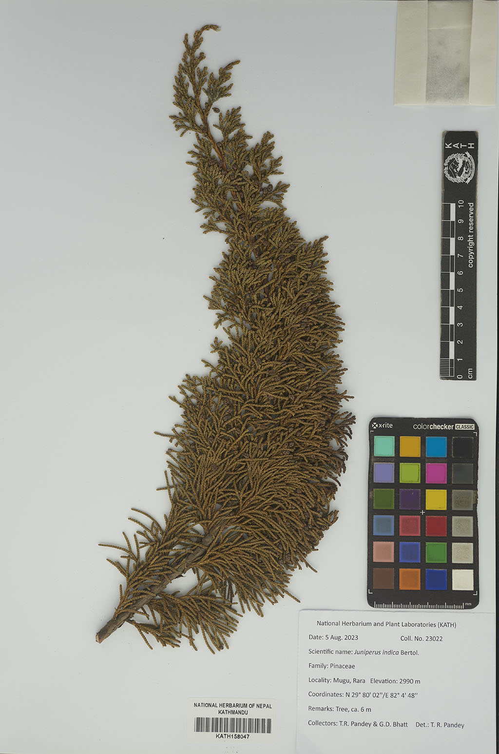 Juniperus indica Bertol.