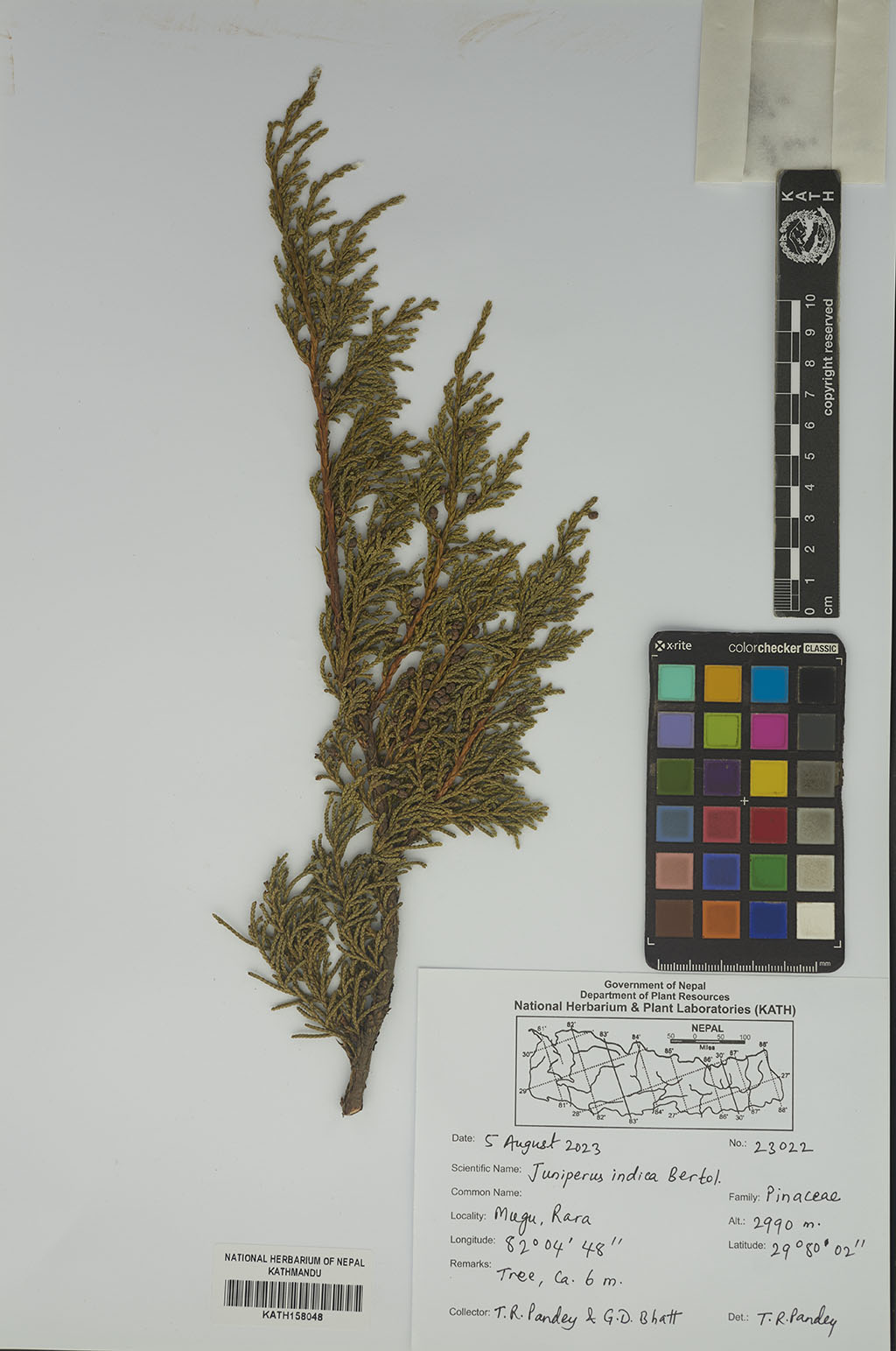 Juniperus indica Bertol.