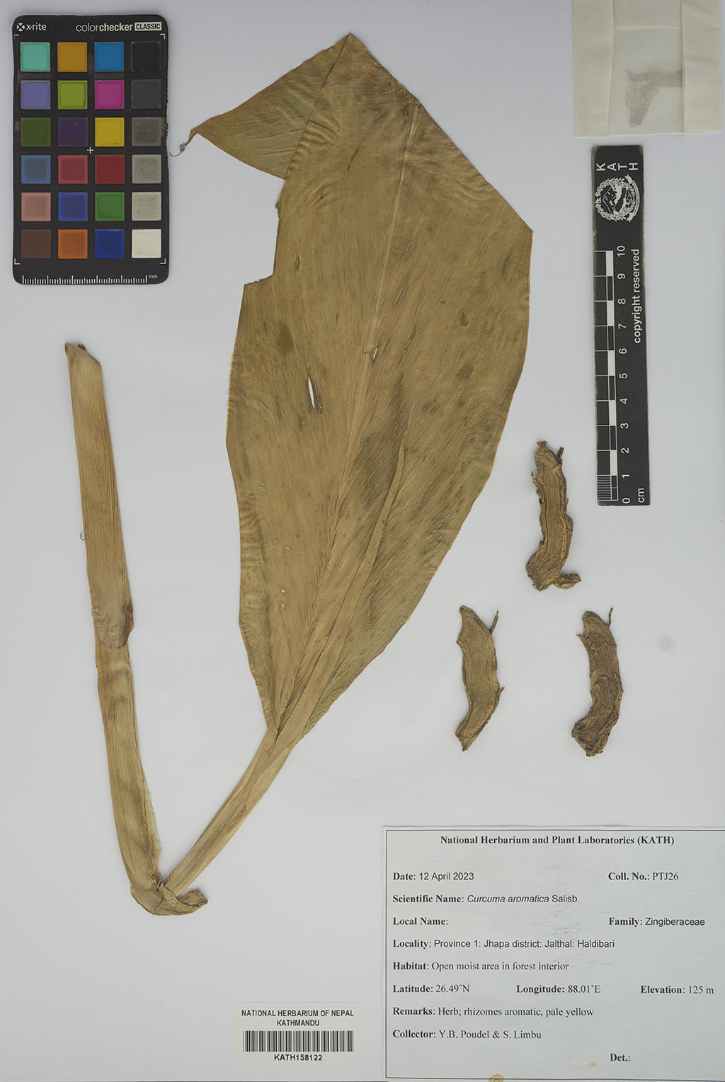 Curcuma aromatica Salisb. Curcuma aromatica Salisb.