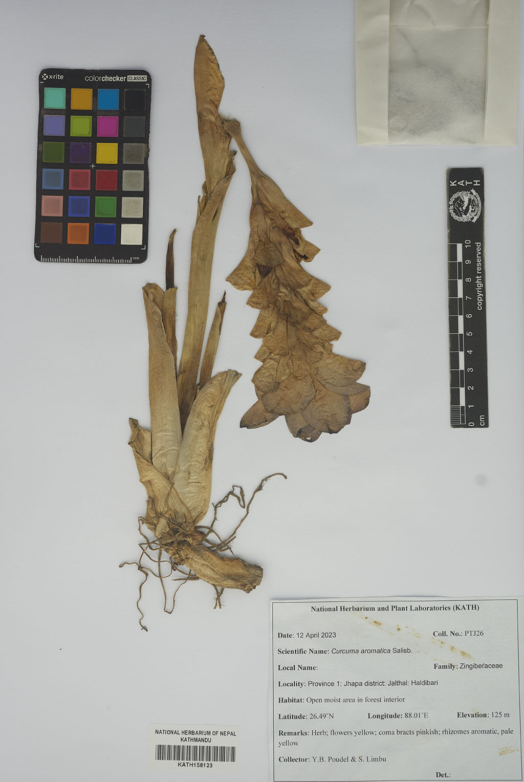 Curcuma aromatica Salisb. Curcuma aromatica Salisb.