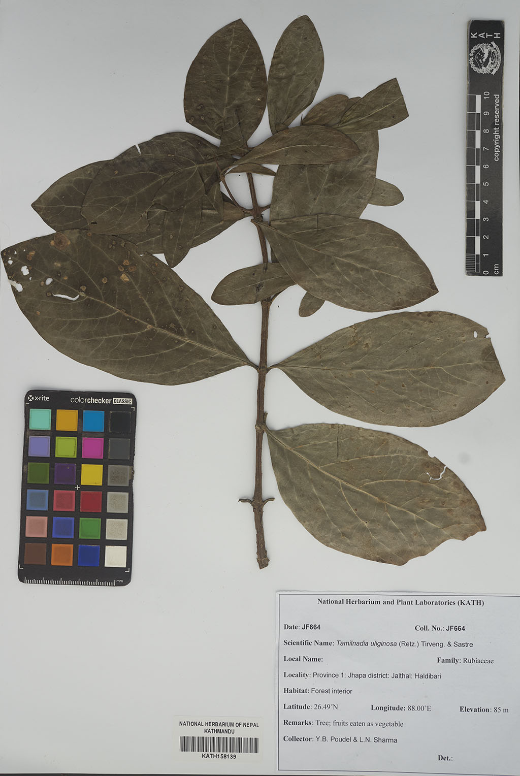 Tamilnadia uliginosa (Retz.) Tirveng. & Sastre Tamilnadia uliginosa (Retz.) Tirveng. & Sastre