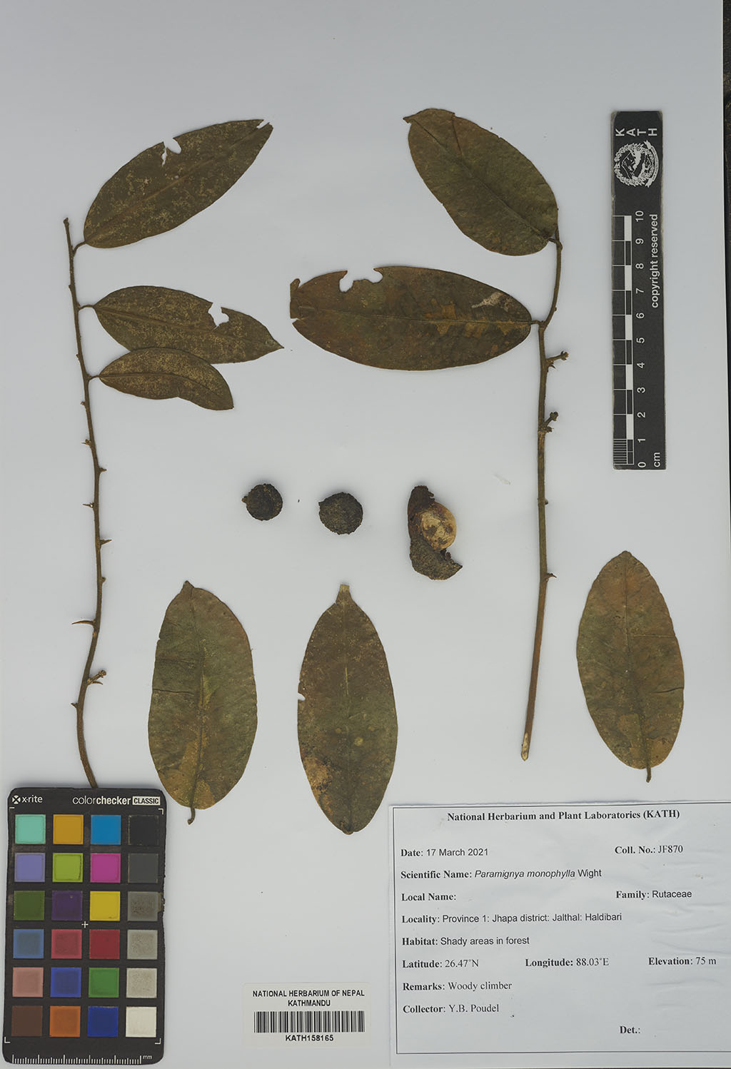 Paramignya monophylla Wight