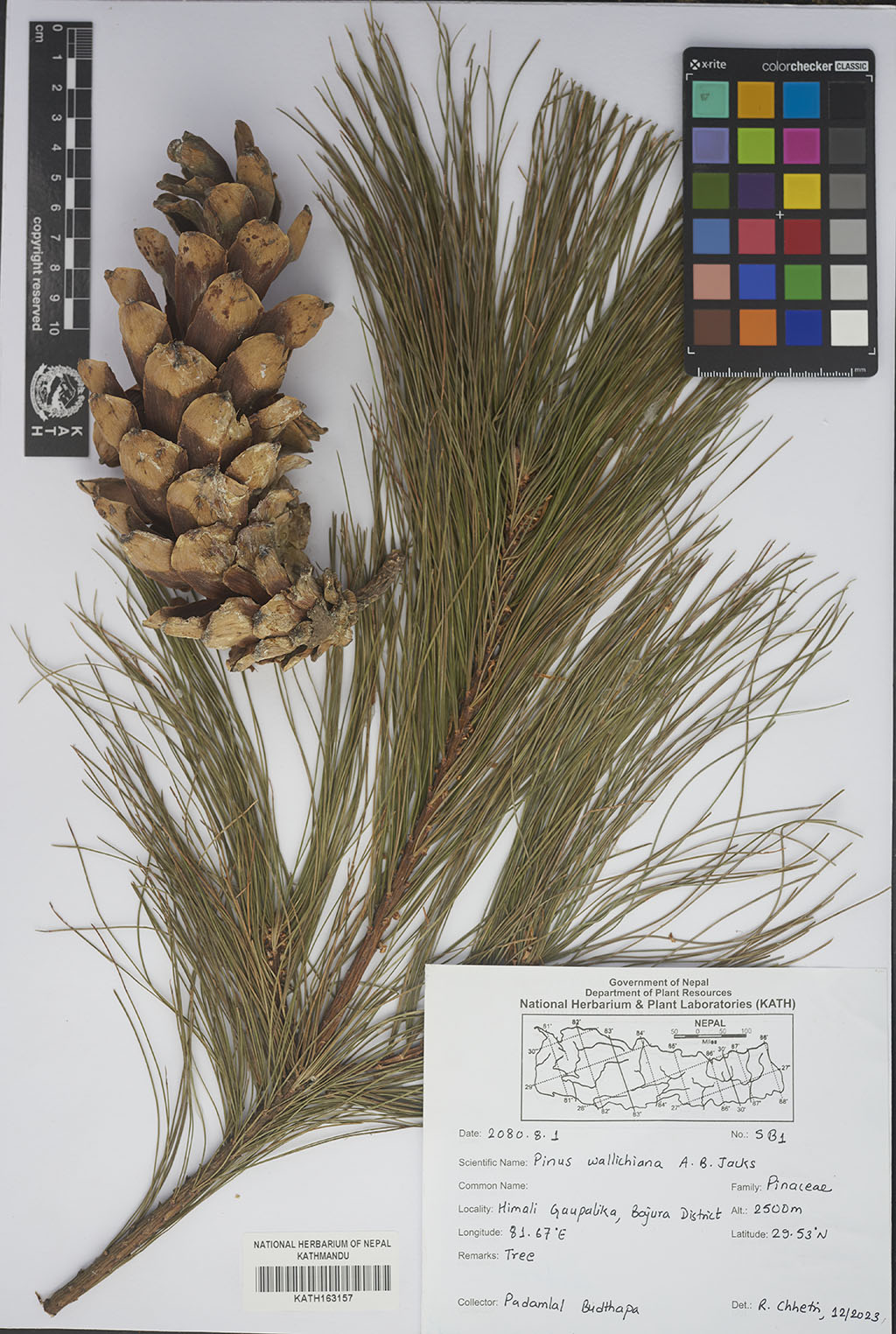 Pinus wallichiana A.B.Jacks.